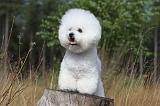 BICHON FRISE 310